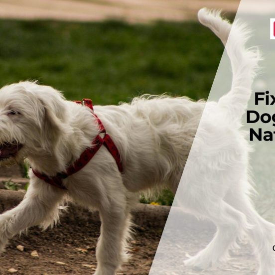 Improve Your Dog’s Gut Health Naturally