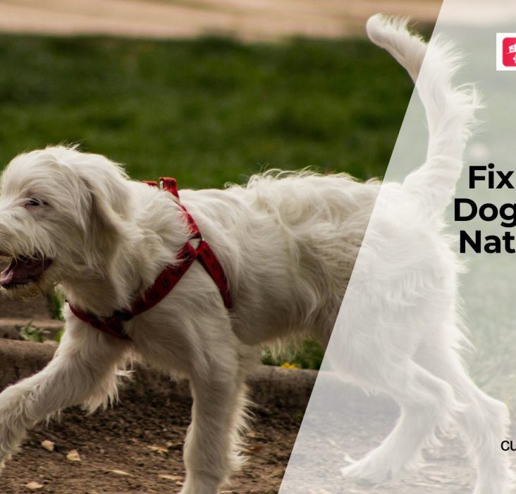 Improve Your Dog’s Gut Health Naturally