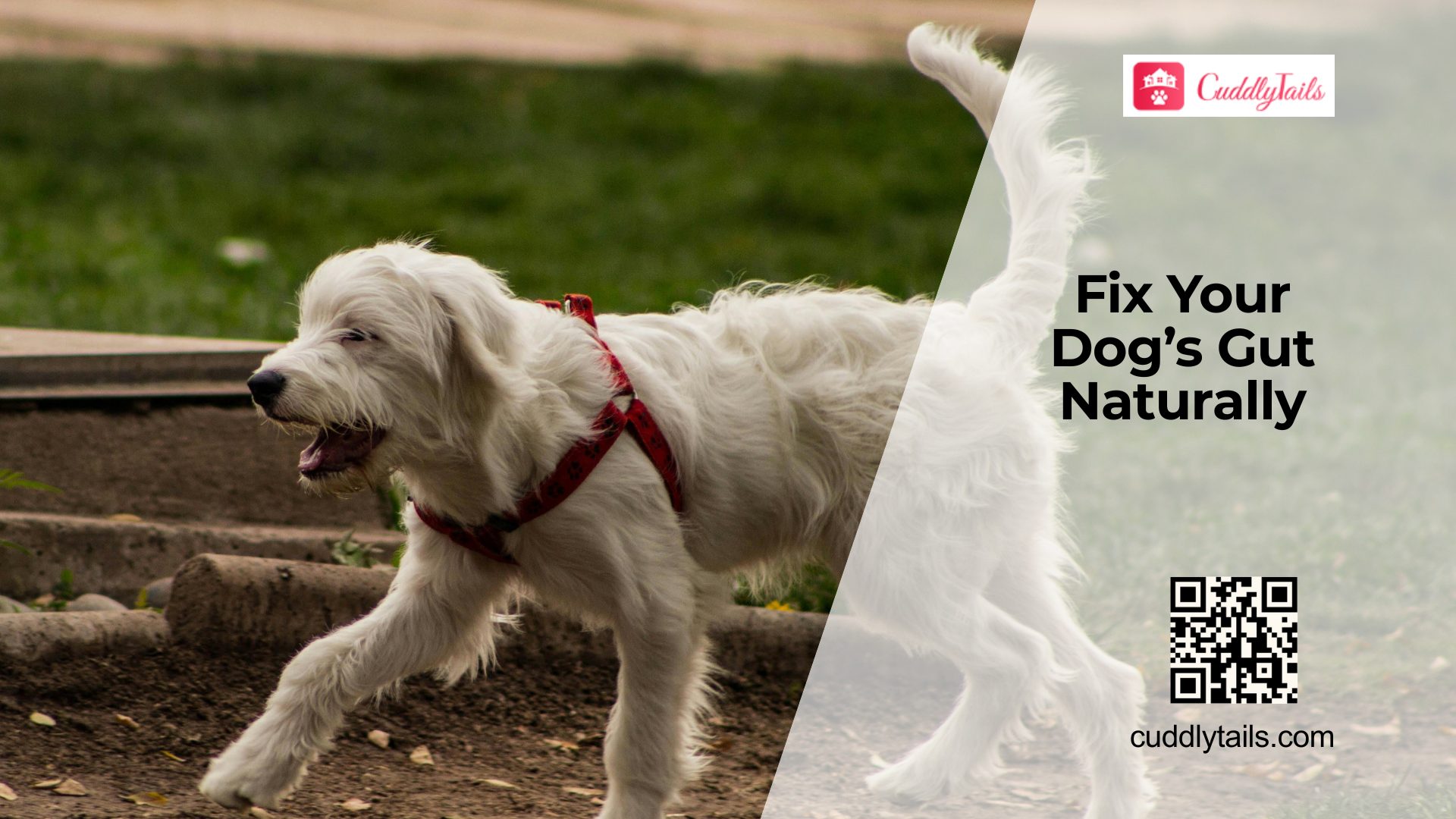 Improve Your Dog’s Gut Health Naturally