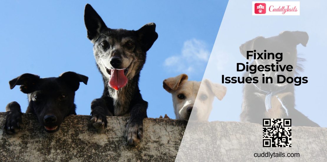 Digestive Health in Dogs: Signs, Causes, & Diet Tips