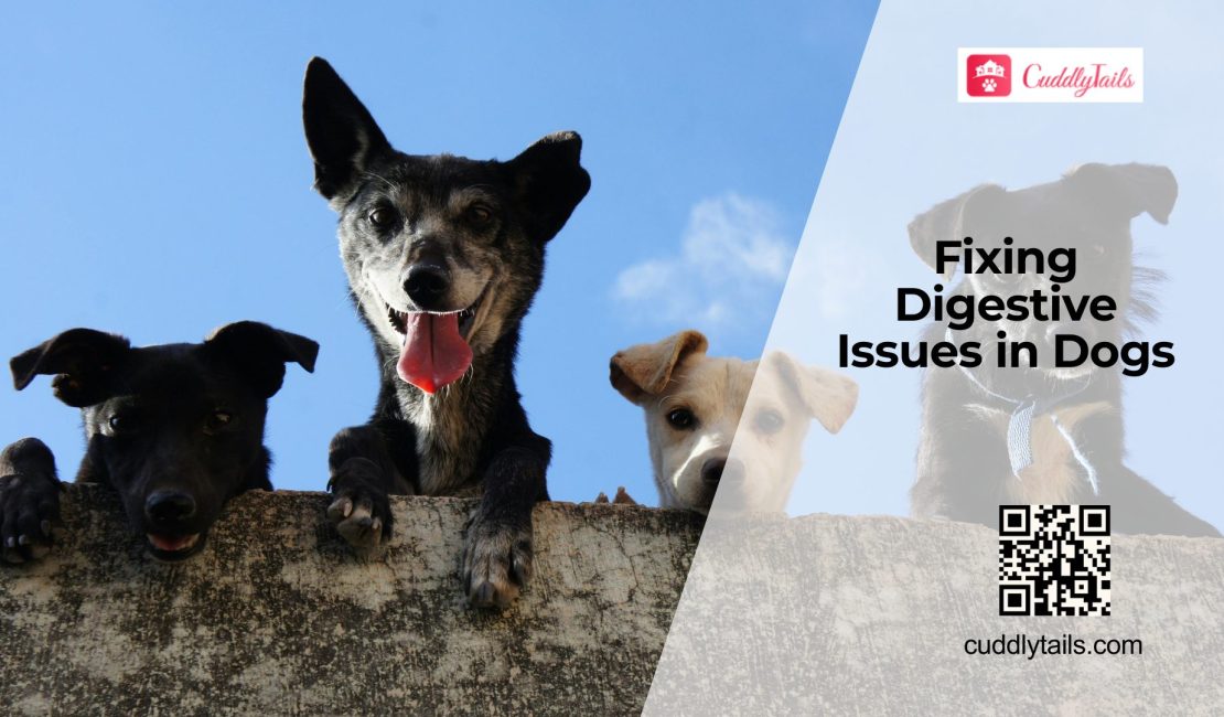 Digestive Health in Dogs: Signs, Causes, & Diet Tips