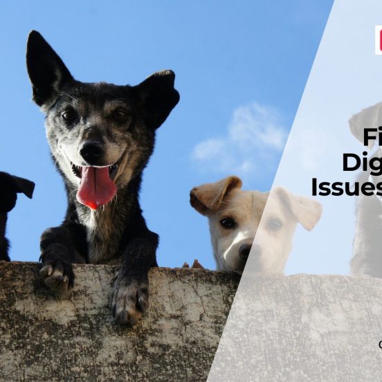 Digestive Health in Dogs: Signs, Causes, & Diet Tips