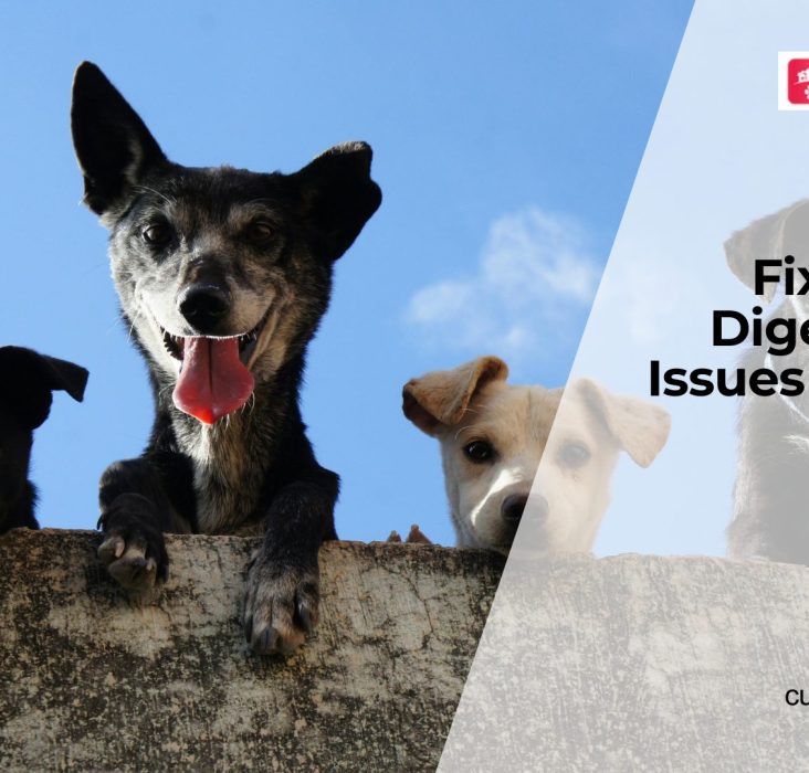 Digestive Health in Dogs: Signs, Causes, & Diet Tips