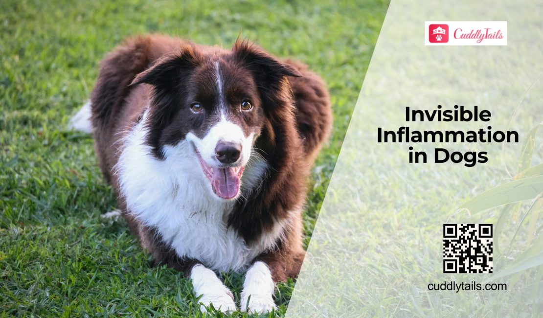 Hidden Inflammation in Dogs: What to Know