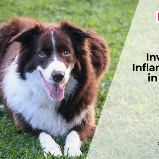 Hidden Inflammation in Dogs: What to Know