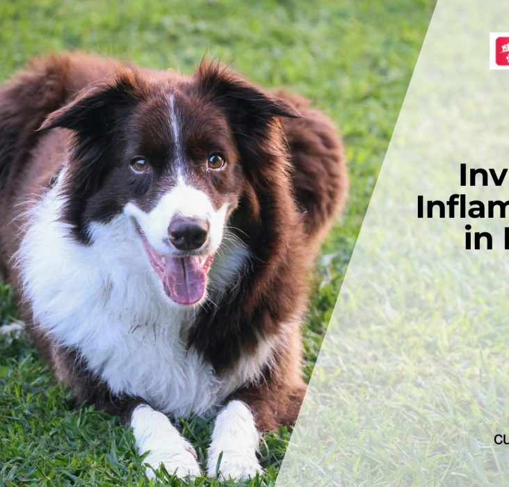 Hidden Inflammation in Dogs: What to Know
