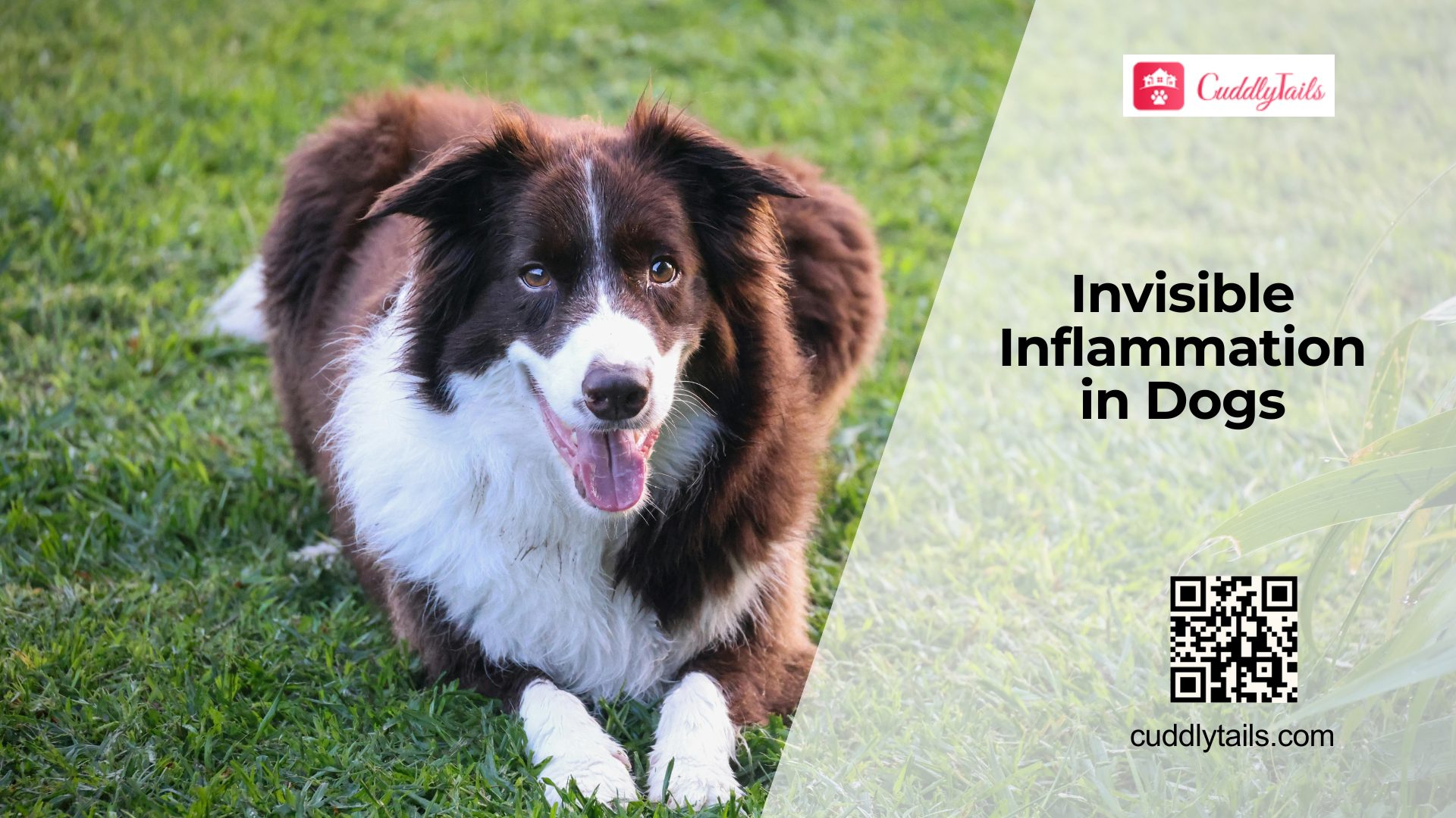 Hidden Inflammation in Dogs: What to Know