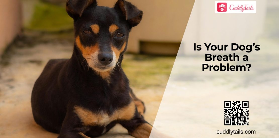 Why Your Dog’s Breath Smells (Health Risks)