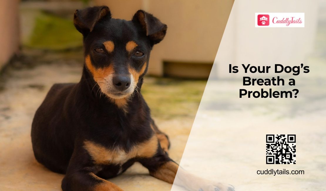 Why Your Dog’s Breath Smells (Health Risks)