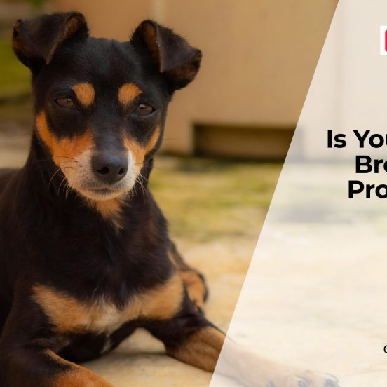 Why Your Dog’s Breath Smells (Health Risks)