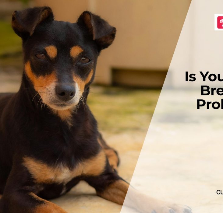 Why Your Dog’s Breath Smells (Health Risks)