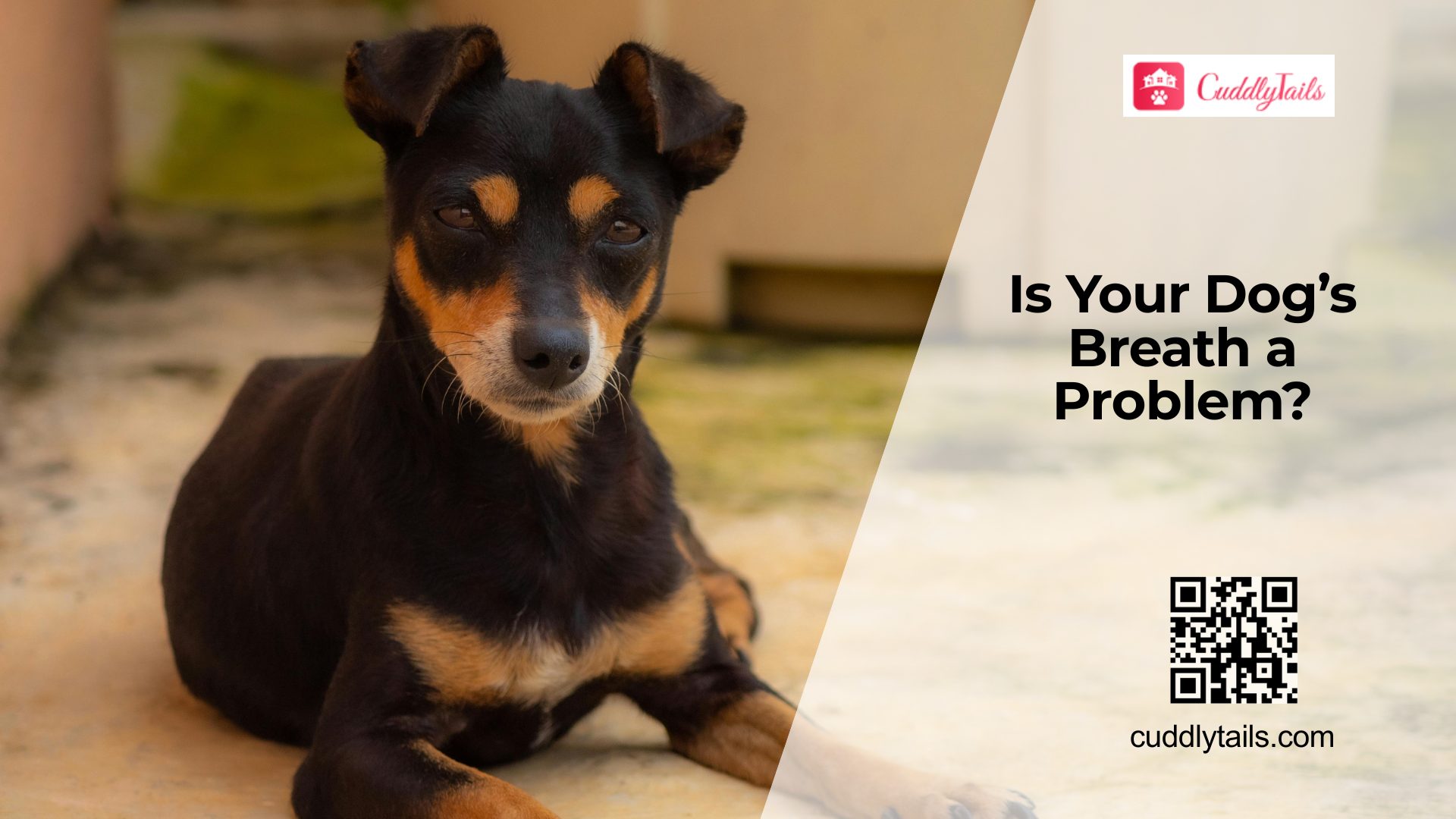 Why Your Dog’s Breath Smells (Health Risks)