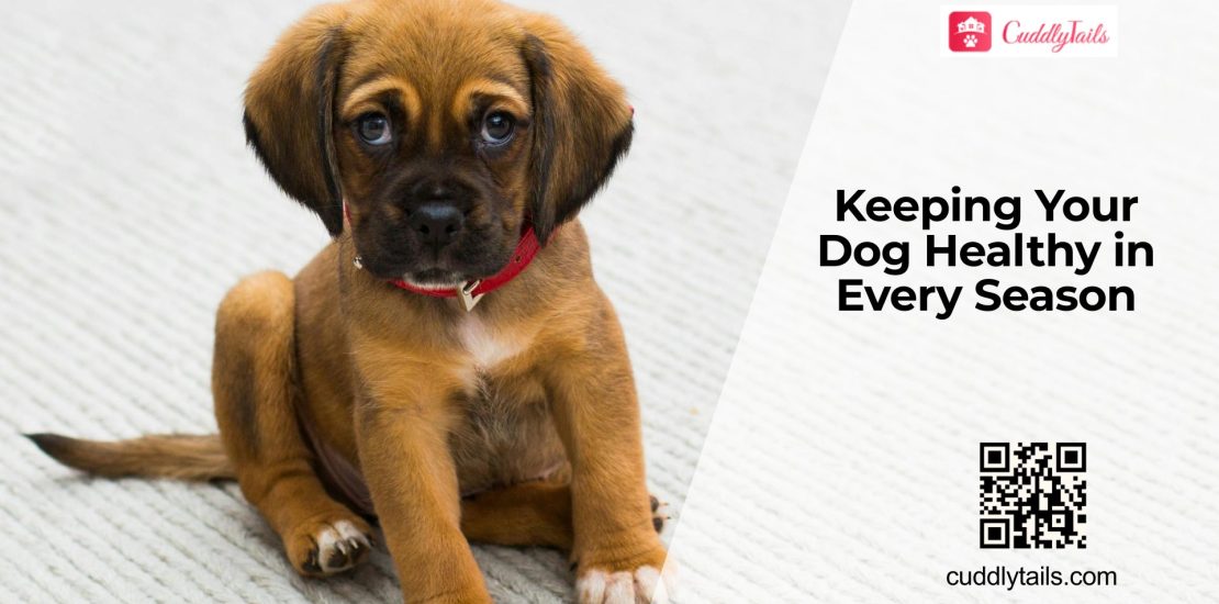 Seasonal Health Tips Every Dog Owner Should Know