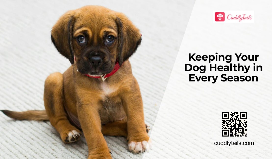 Seasonal Health Tips Every Dog Owner Should Know