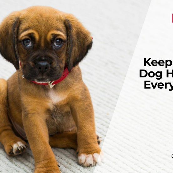 Seasonal Health Tips Every Dog Owner Should Know