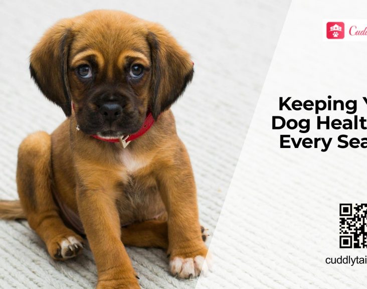 Seasonal Health Tips Every Dog Owner Should Know