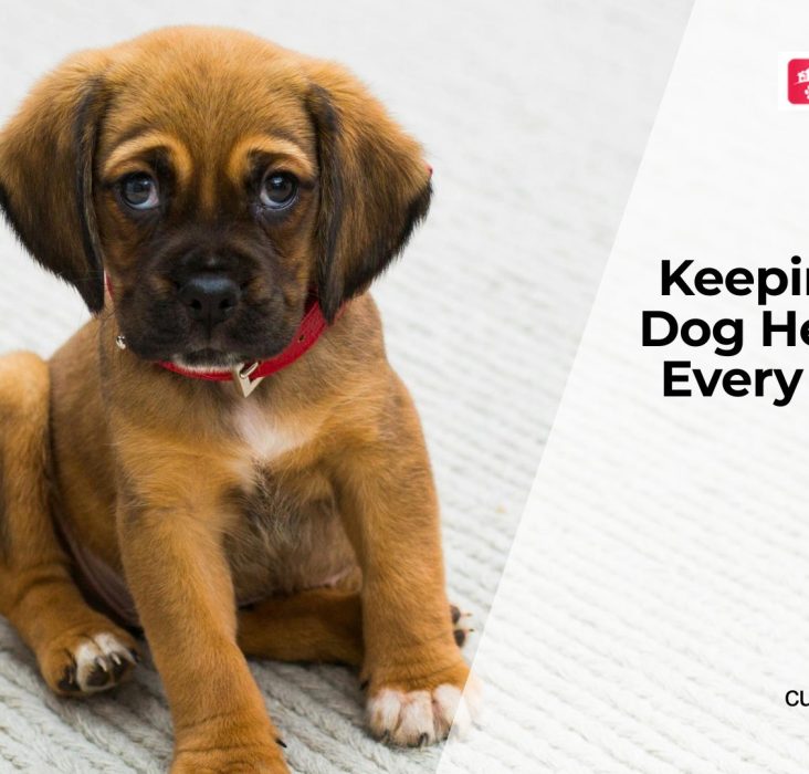 Seasonal Health Tips Every Dog Owner Should Know