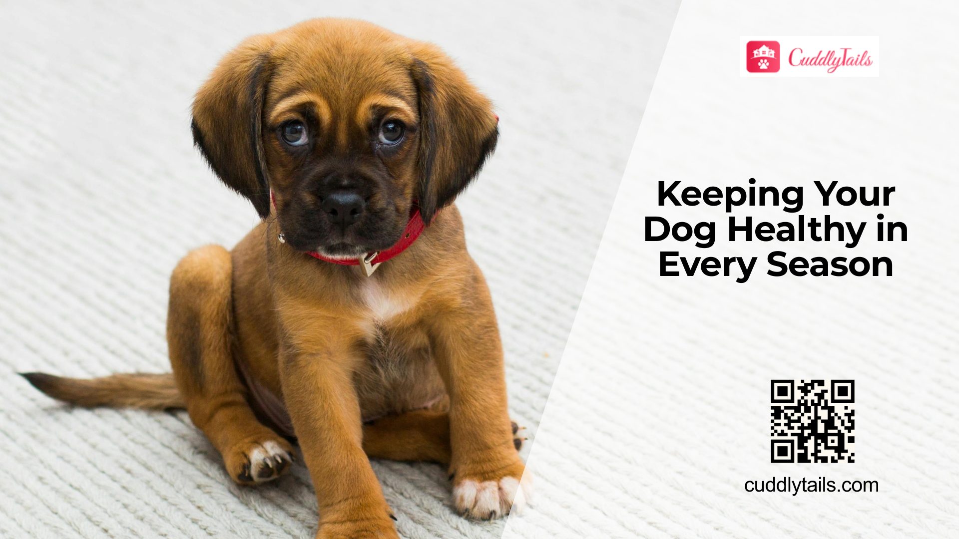 Seasonal Health Tips Every Dog Owner Should Know