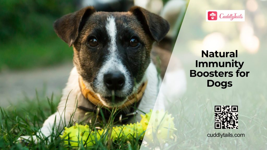 Boosting Immunity in Dogs Naturally and With Diet - Cuddlytails