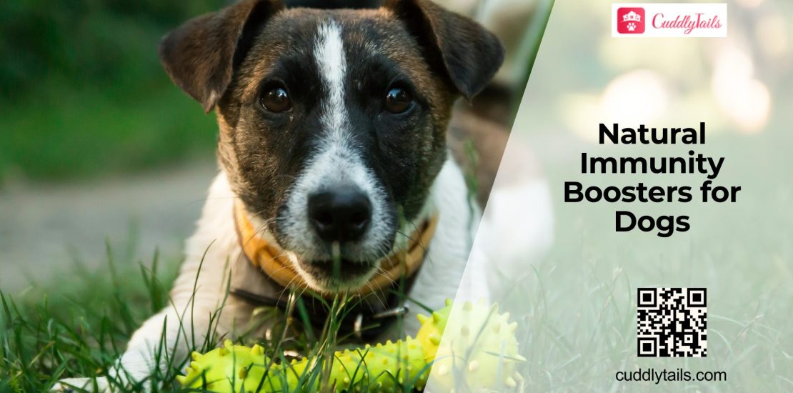 Boosting Immunity in Dogs Naturally and With Diet