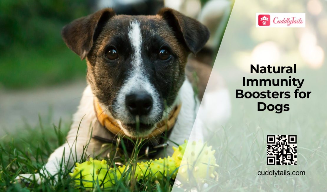 Boosting Immunity in Dogs Naturally and With Diet