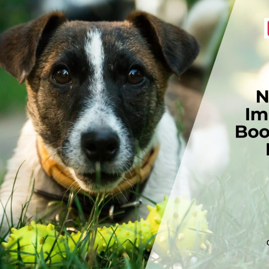 Boosting Immunity in Dogs Naturally and With Diet