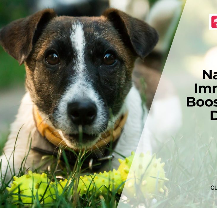 Boosting Immunity in Dogs Naturally and With Diet