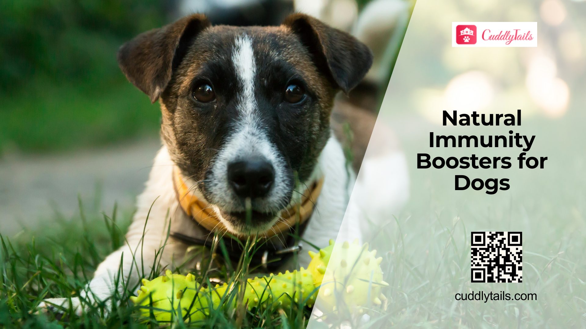 Boosting Immunity in Dogs Naturally and With Diet