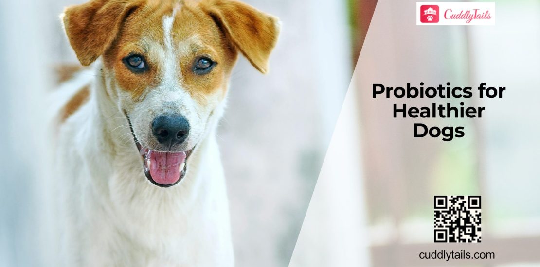 Best Probiotics for Dogs: What to Know