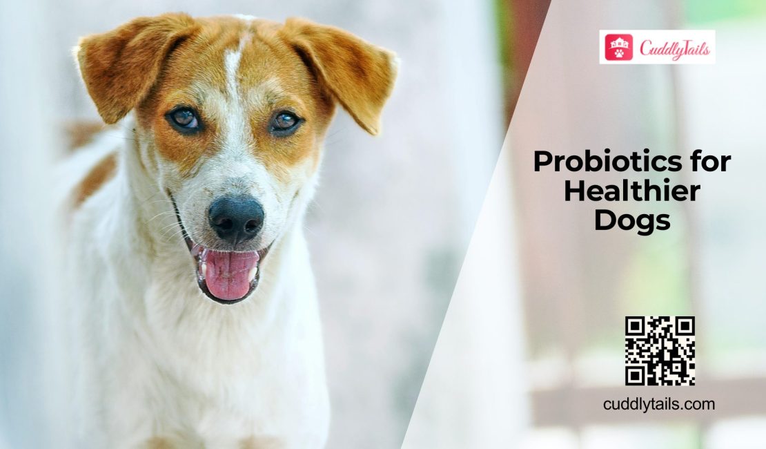Best Probiotics for Dogs: What to Know