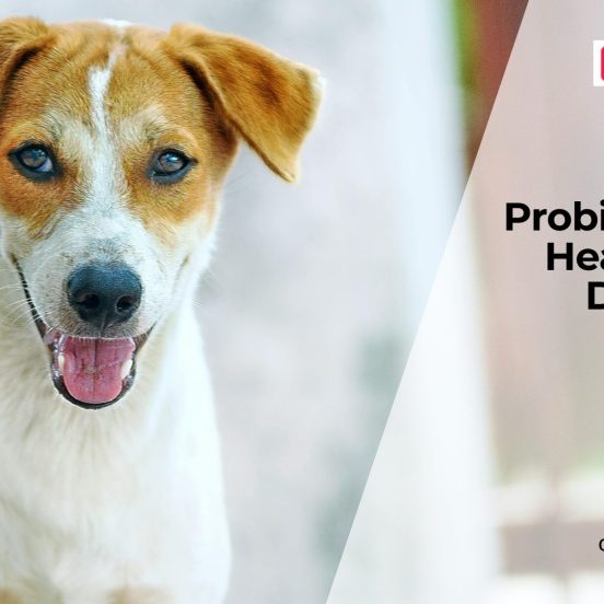 Best Probiotics for Dogs: What to Know