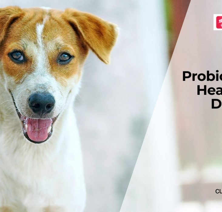 Best Probiotics for Dogs: What to Know