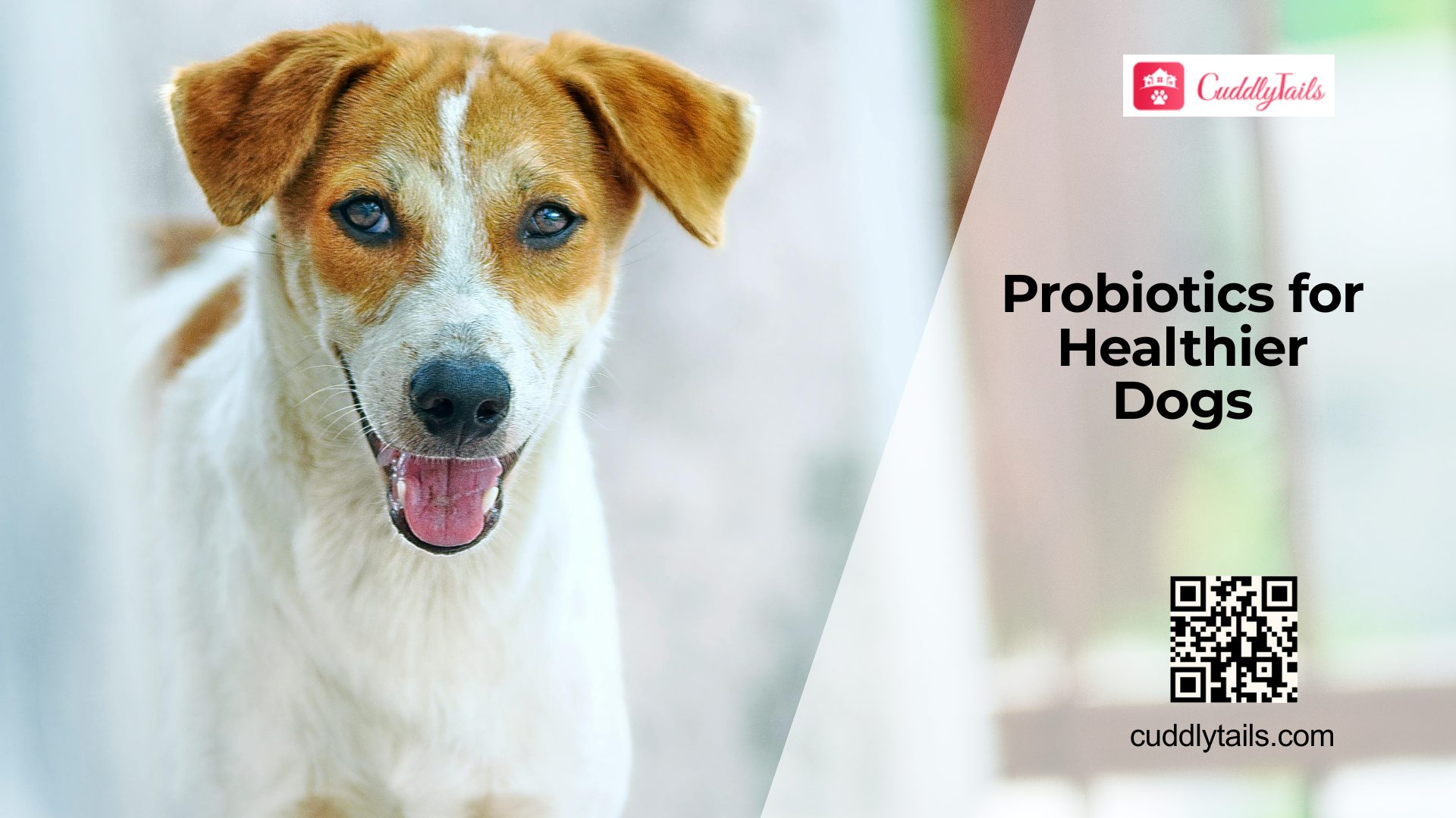 Best Probiotics for Dogs: What to Know
