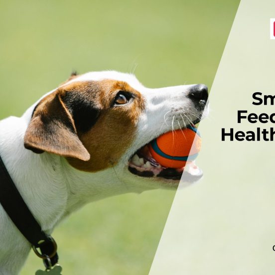 Personalized Nutrition Plans for Dogs