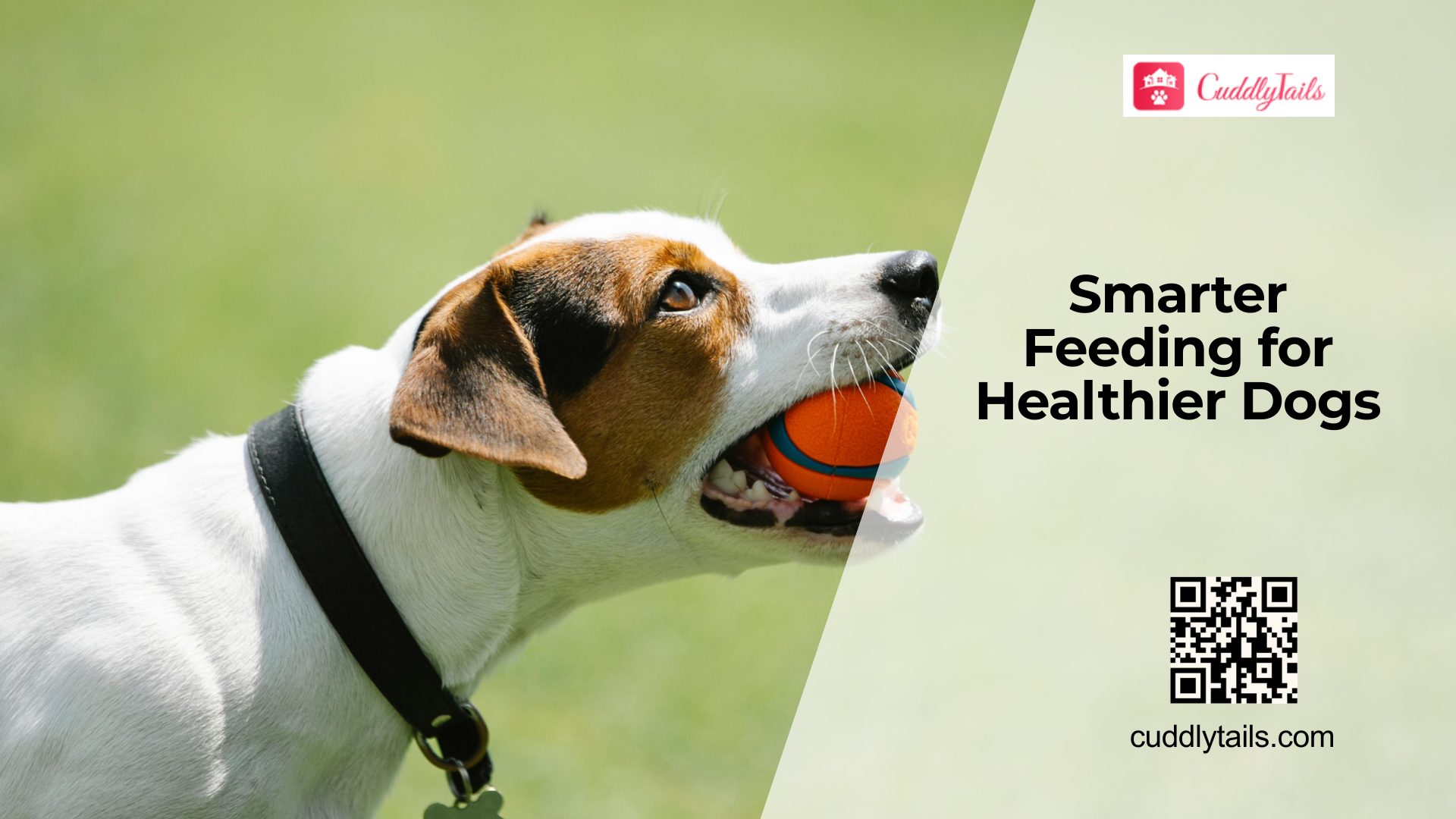 Personalized Nutrition Plans for Dogs