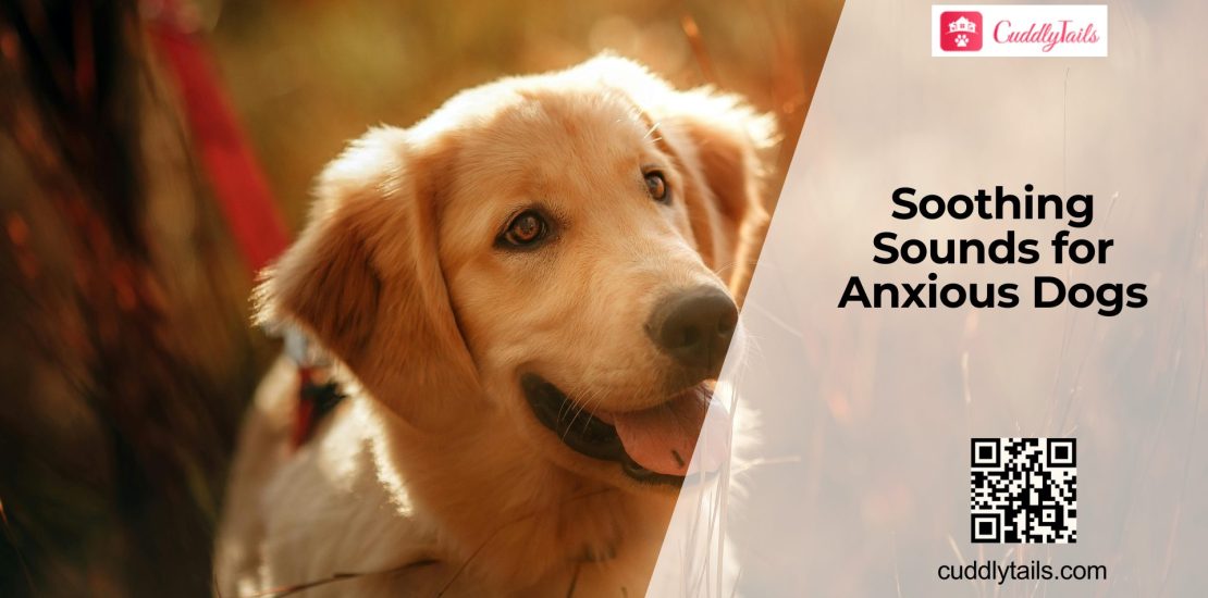 Can Music Therapy Reduce Dog Anxiety?