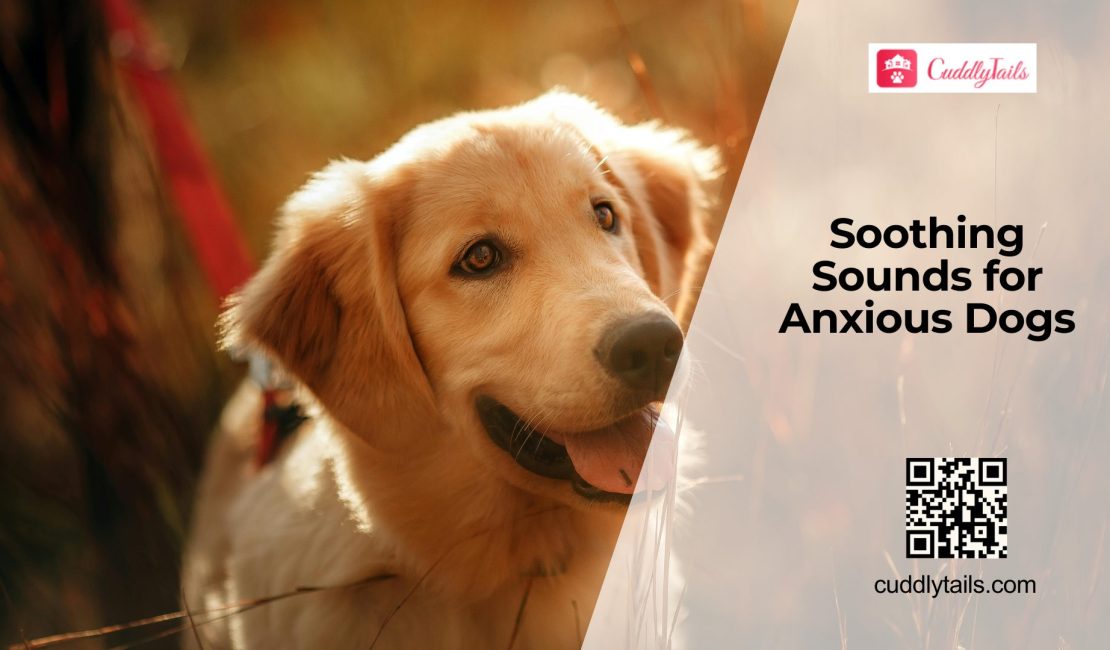 Can Music Therapy Reduce Dog Anxiety?