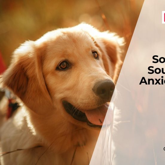 Can Music Therapy Reduce Dog Anxiety?