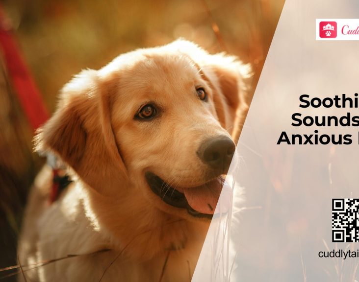 Can Music Therapy Reduce Dog Anxiety?