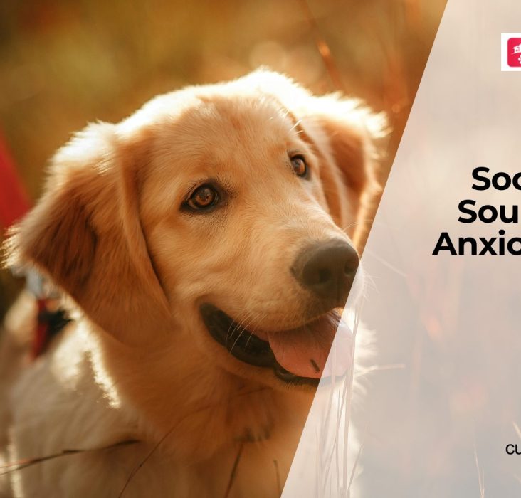 Can Music Therapy Reduce Dog Anxiety?