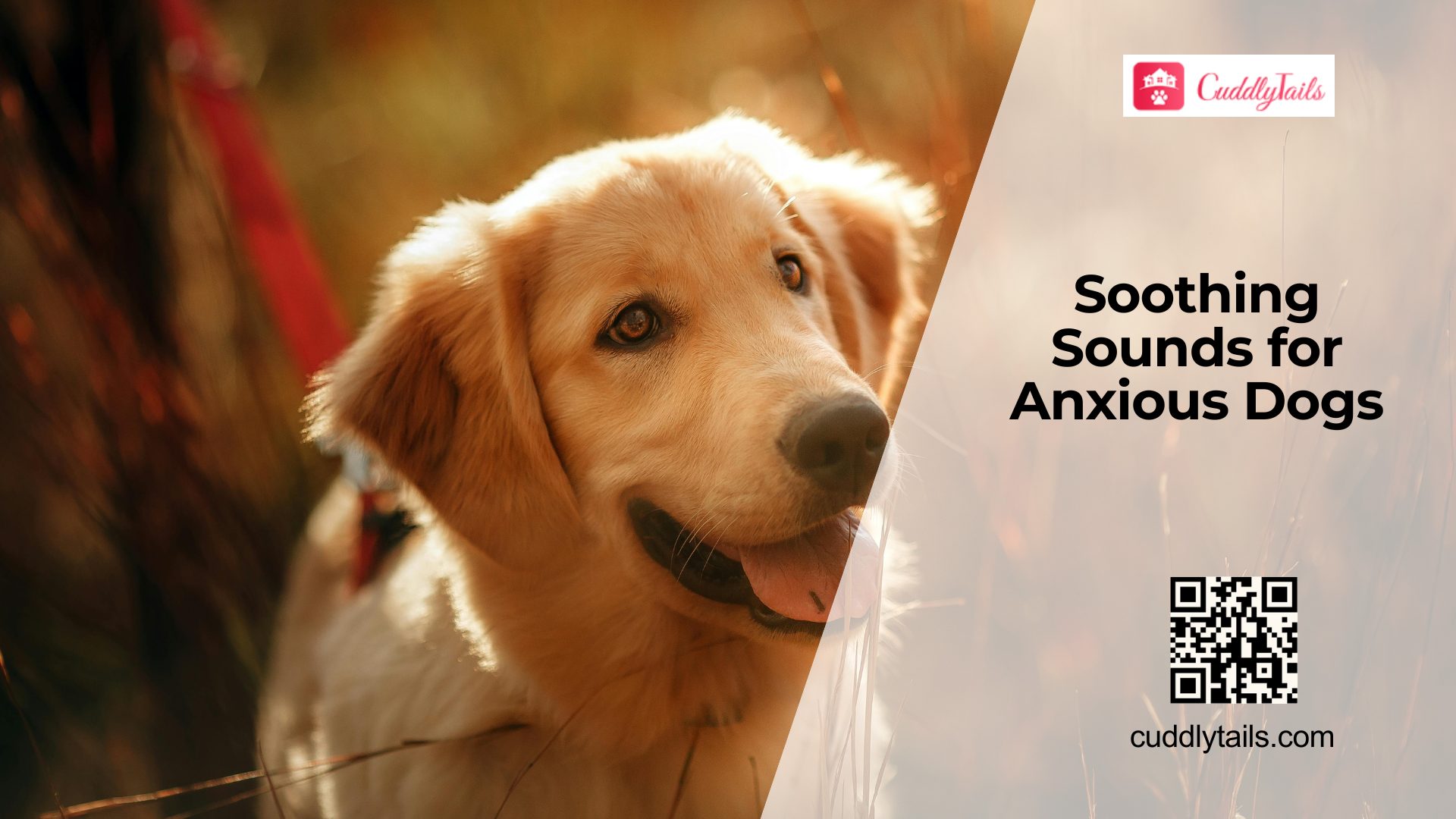 Can Music Therapy Reduce Dog Anxiety?