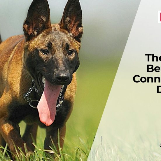 How Dog Food Affects Mood & Behavior