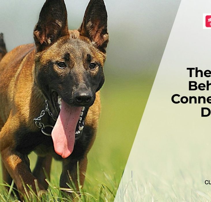 How Dog Food Affects Mood & Behavior