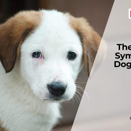 Silent Dog Symptoms Owners Often Miss