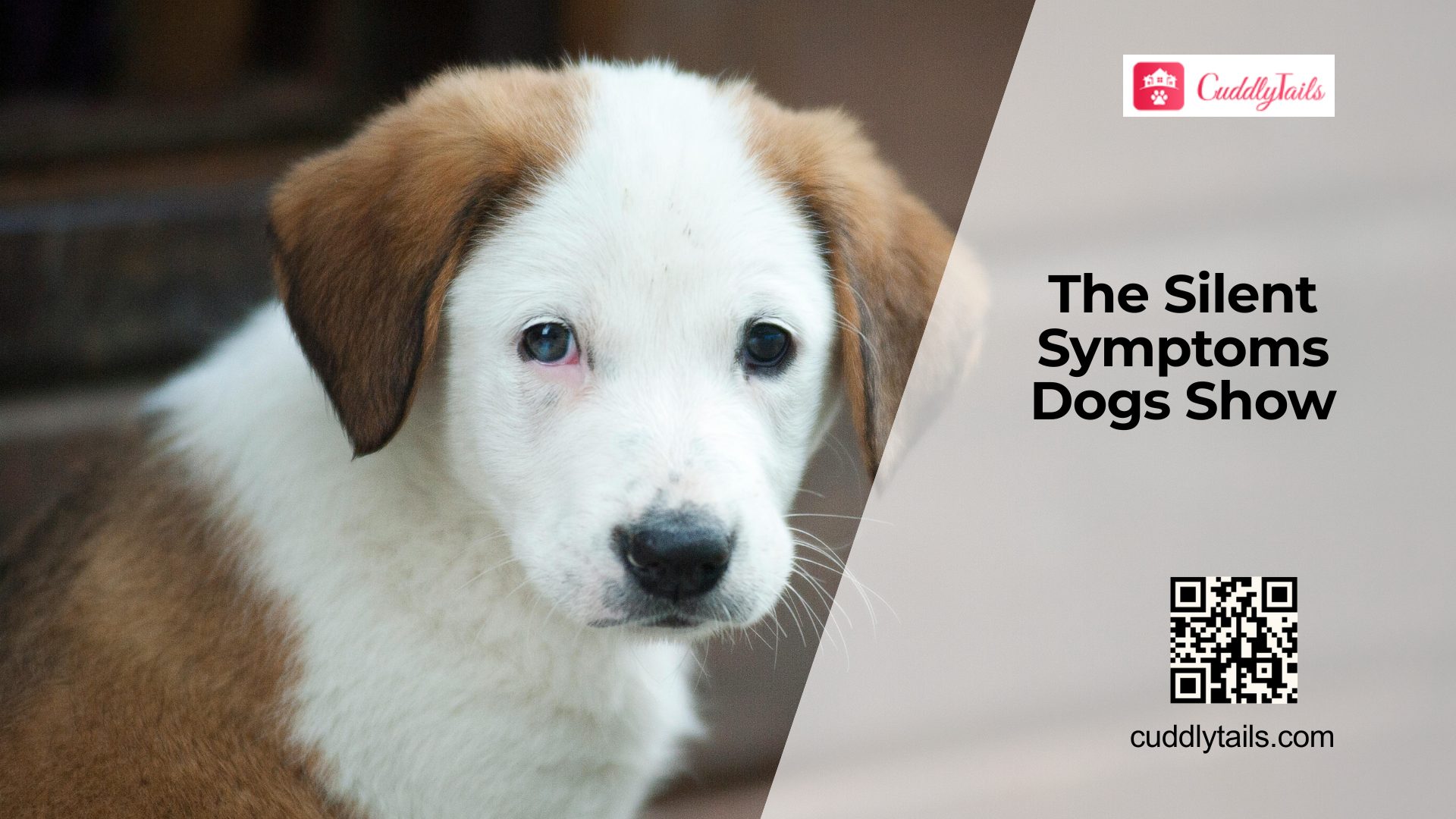 Silent Dog Symptoms Owners Often Miss