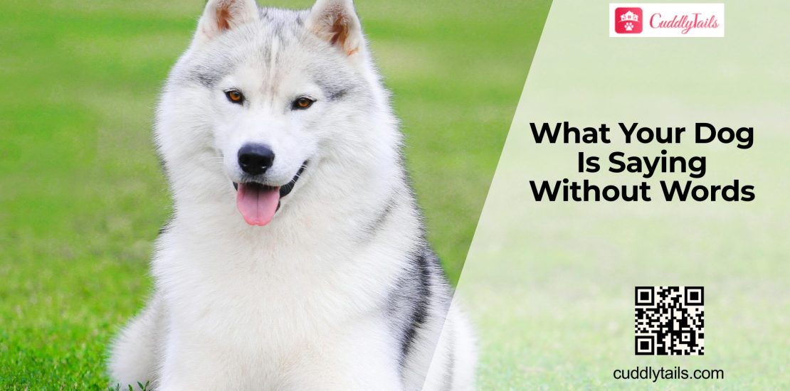 Dog Body Language Signs You Should Know