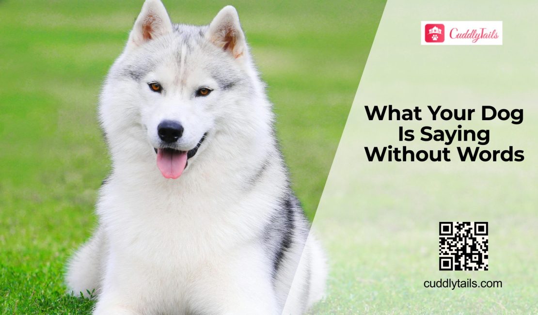 Dog Body Language Signs You Should Know