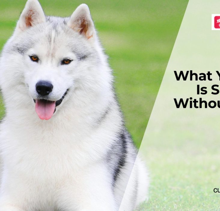 Dog Body Language Signs You Should Know