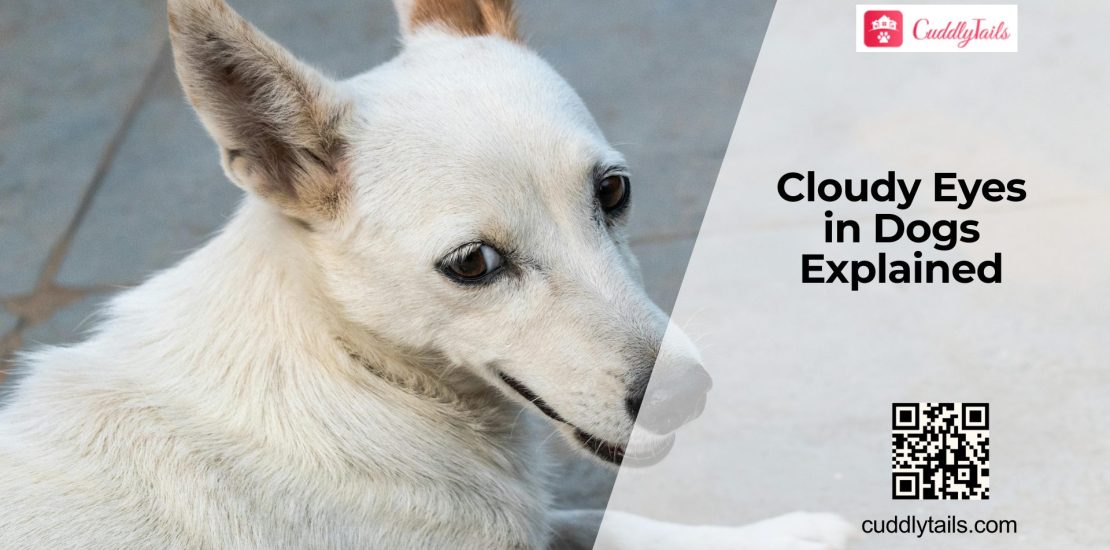 What Does Cloudy Eyes in Dogs Indicate