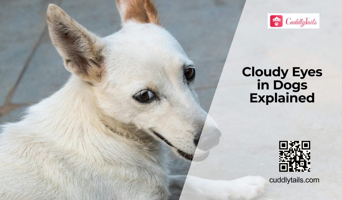 What Does Cloudy Eyes in Dogs Indicate